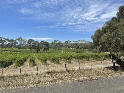 The Shiraz Trail running past rows of vines under a big blue sky