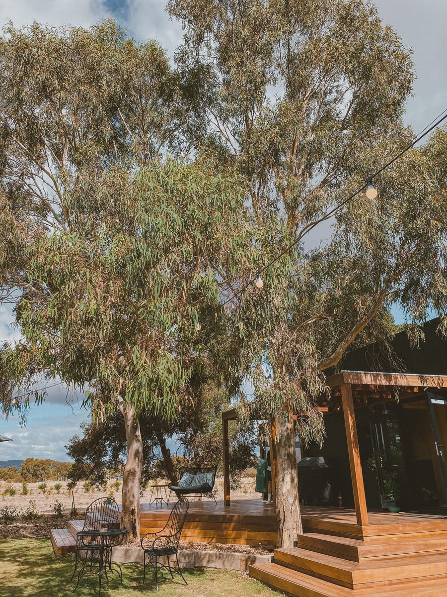 The black cabin and its deck beneath tall gum trees