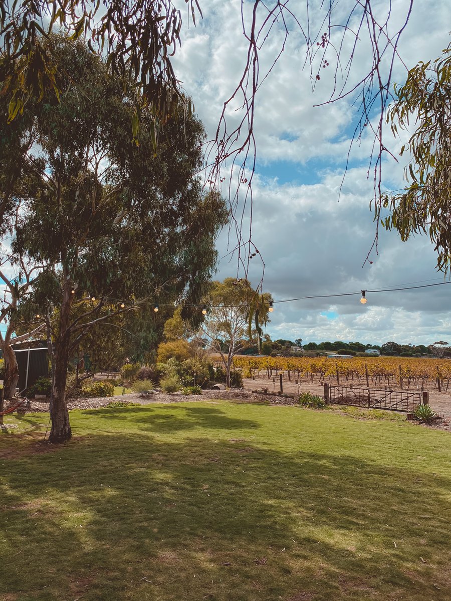 A tall gum tree over the lawn, the vineyard on the horizon
