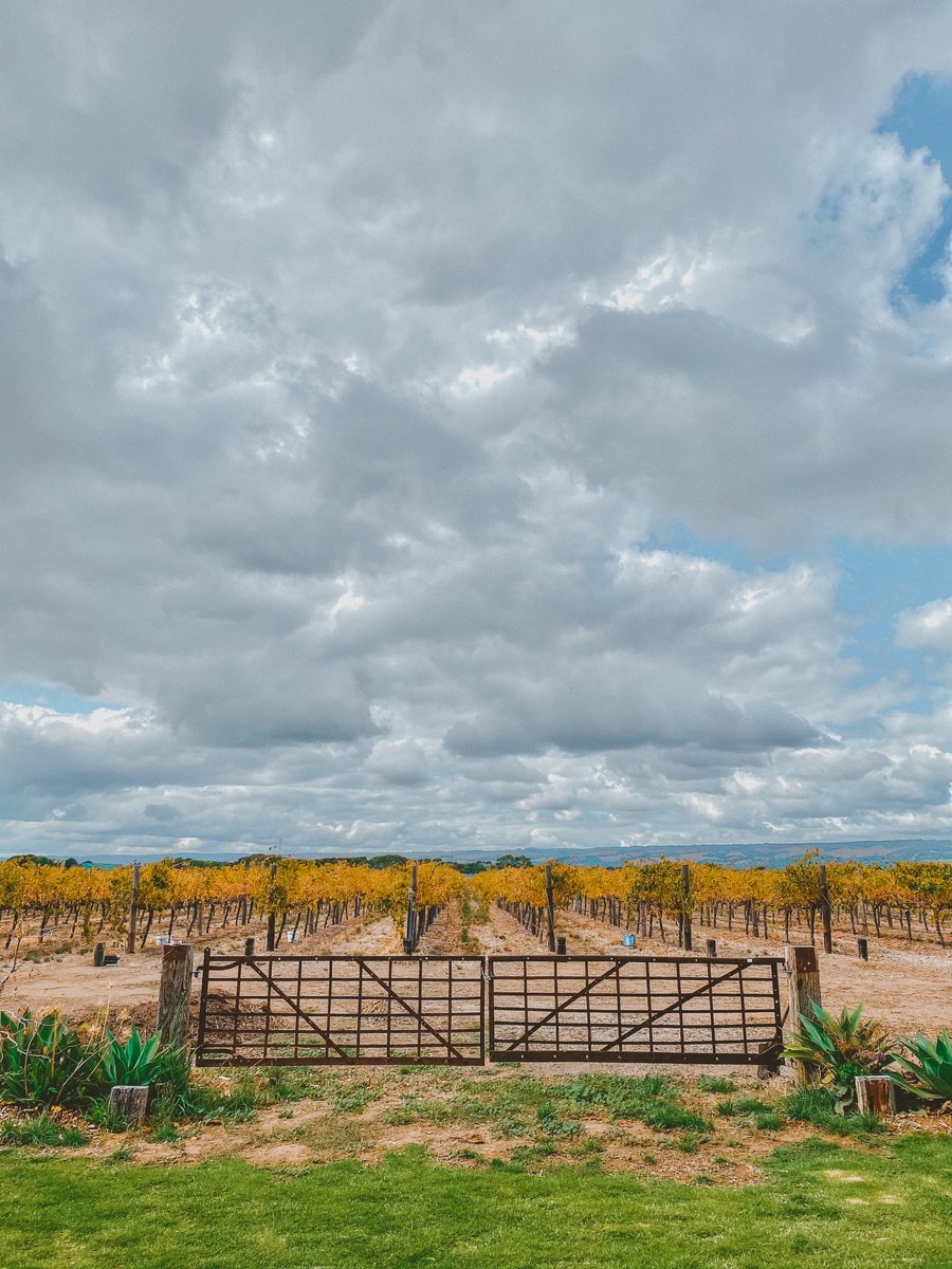 The old farm gate before the vineyard rows under big clouds