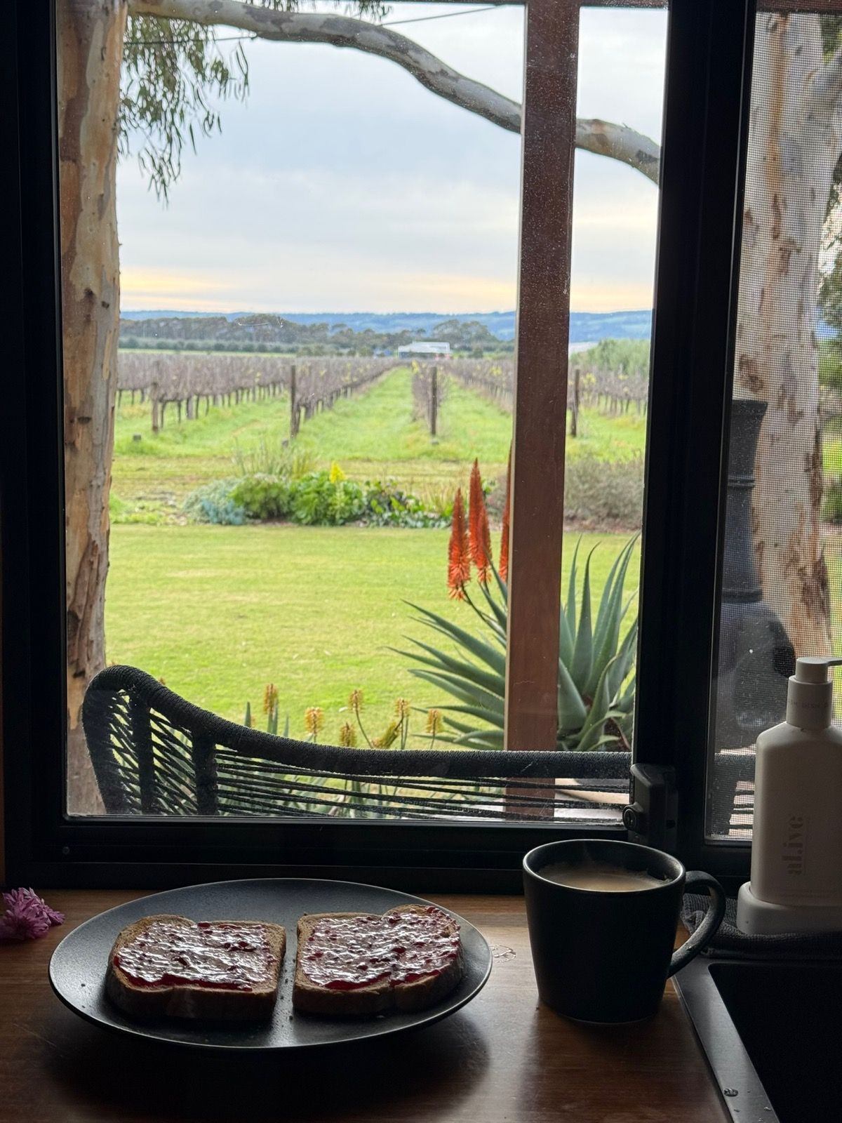 A cup of coffee and toast on the bench by the window, the lawn and vineyard outside