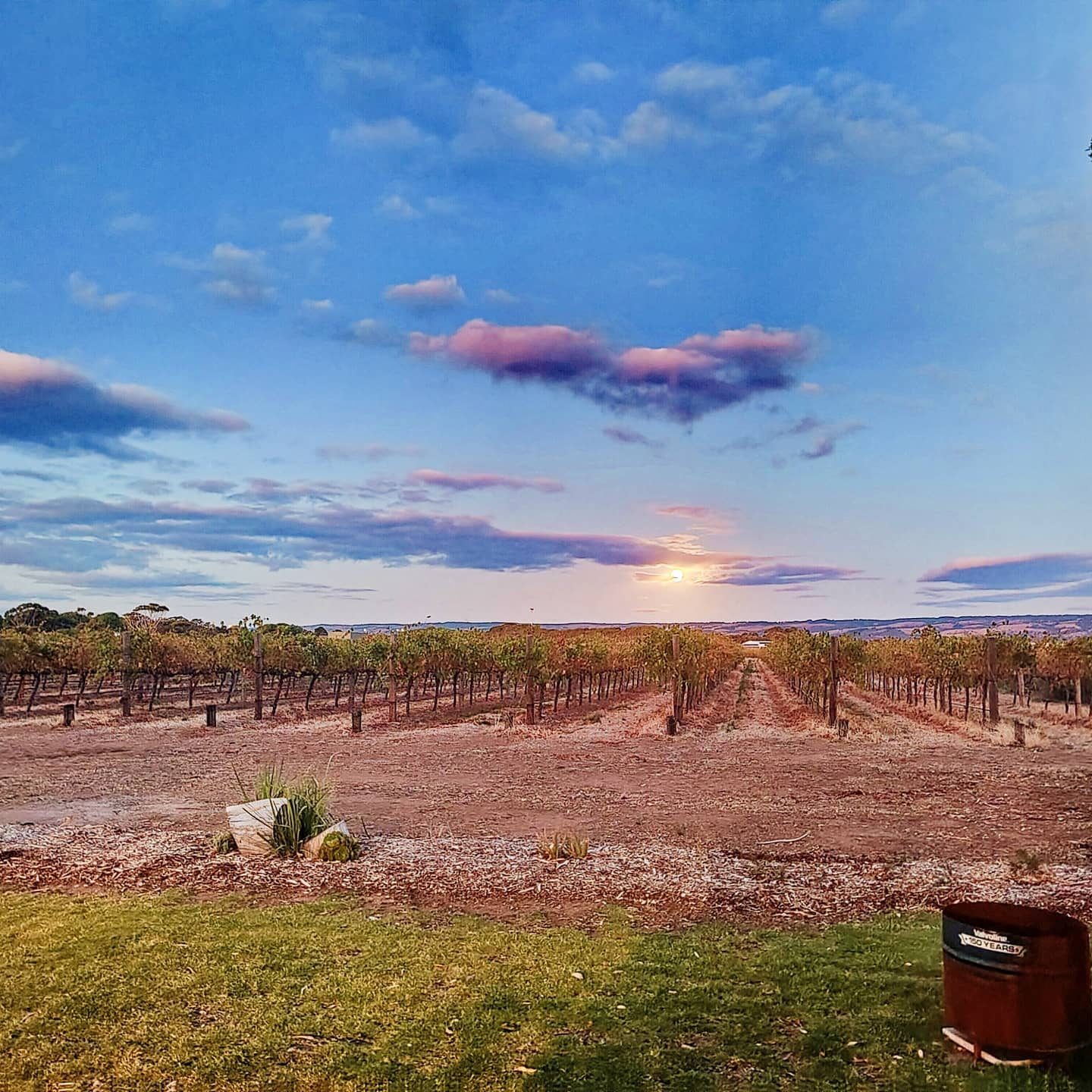 Rows of vines stretching to the horizon under a soft evening sky